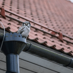 Balancing Nature and Cleanliness: How to Keep Birds Out of Gutters and Vents
