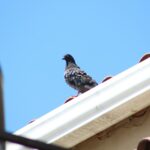 Tips Homeowners Need to Consider When Dealing with Unwanted Birds